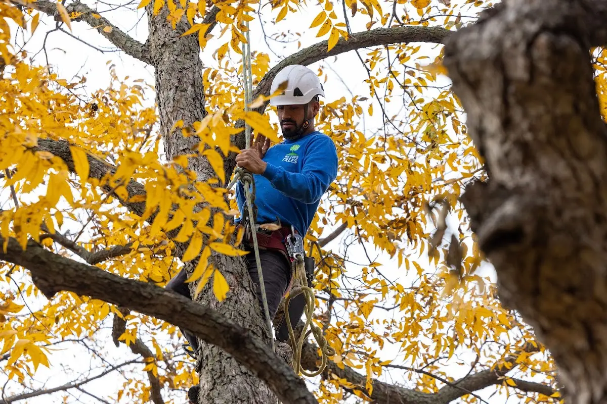 Skilled Tree Pruning crew working in De Witt